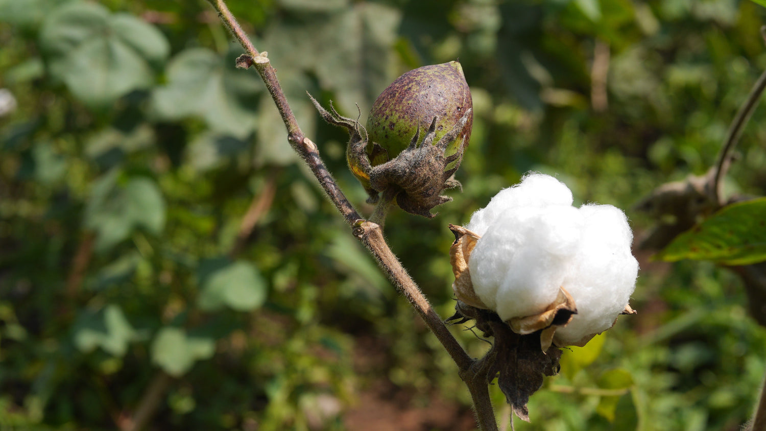 cotton plant