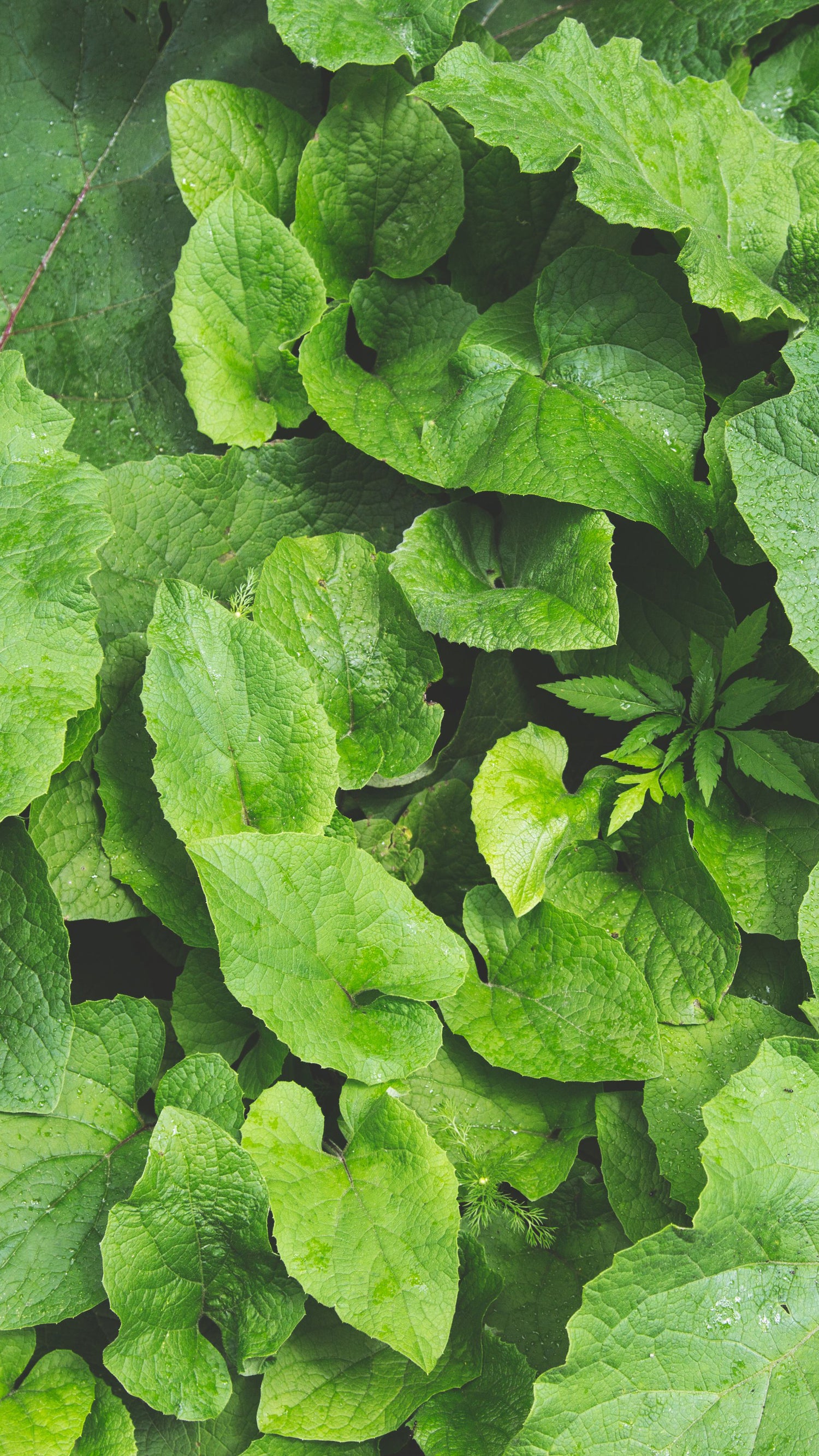 Green plants